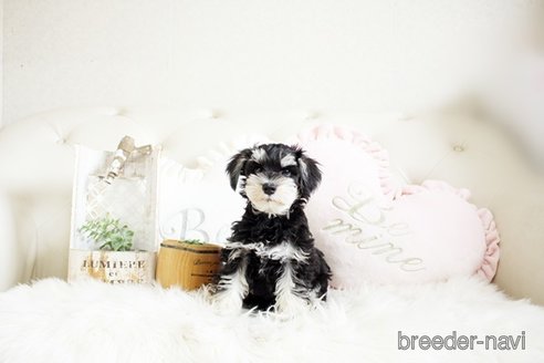 成約済の佐賀県のミニチュアシュナウザー-289673