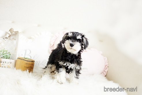 成約済の佐賀県のミニチュアシュナウザー-289673の5枚目