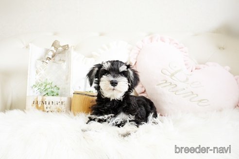 成約済の佐賀県のミニチュアシュナウザー-289673の4枚目