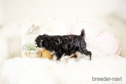 成約済の佐賀県のミニチュアシュナウザー-289673の3枚目