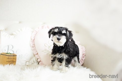 成約済の佐賀県のミニチュアシュナウザー-289673の2枚目