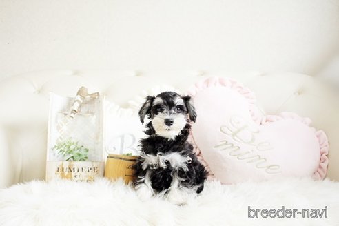 成約済の佐賀県のミニチュアシュナウザー-289675