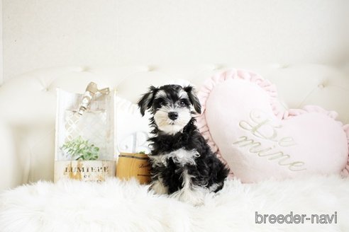 成約済の佐賀県のミニチュアシュナウザー-289675の5枚目