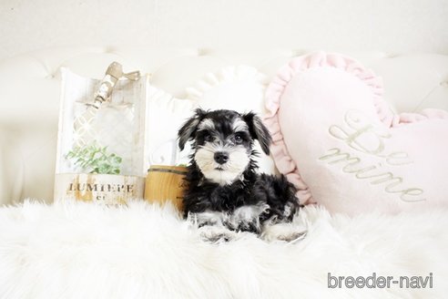 成約済の佐賀県のミニチュアシュナウザー-289675の4枚目