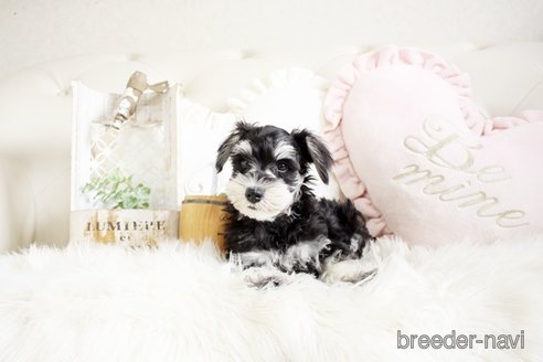 成約済の佐賀県のミニチュアシュナウザー-289675の3枚目