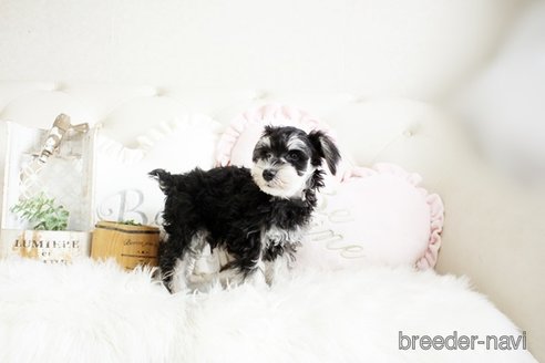 成約済の佐賀県のミニチュアシュナウザー-289675の2枚目