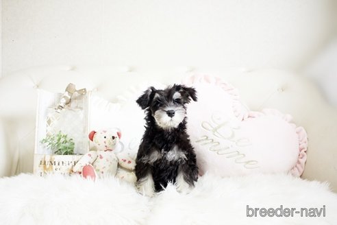 成約済の佐賀県のミニチュアシュナウザー-293775の5枚目