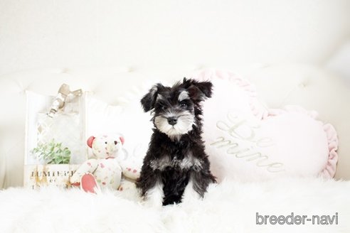 成約済の佐賀県のミニチュアシュナウザー-293775の4枚目