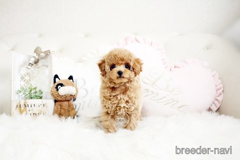 成約済の佐賀県のトイプードル-291049の5枚目