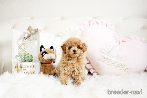 成約済の佐賀県のトイプードル-291049の4枚目