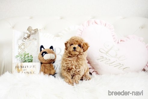 成約済の佐賀県のトイプードル-291049の3枚目