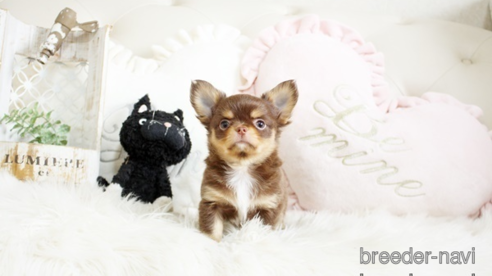 成約済の佐賀県のチワワ(ロングコート)-293779