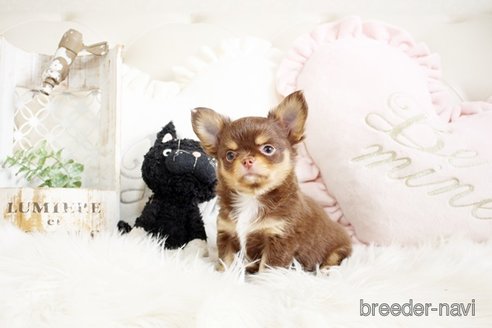 成約済の佐賀県のチワワ(ロングコート)-293779の5枚目