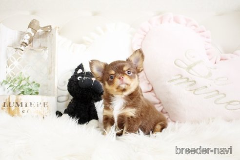 成約済の佐賀県のチワワ(ロングコート)-293779の4枚目