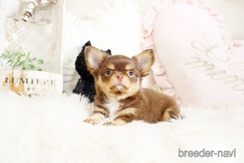 成約済の佐賀県のチワワ(ロングコート)-293779の3枚目