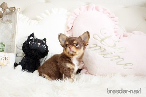 成約済の佐賀県のチワワ(ロングコート)-293779の2枚目