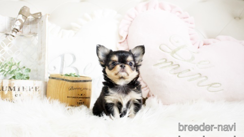 成約済の佐賀県のチワワ(ロングコート)-293782