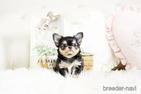 成約済の佐賀県のチワワ(ロングコート)-293782の5枚目