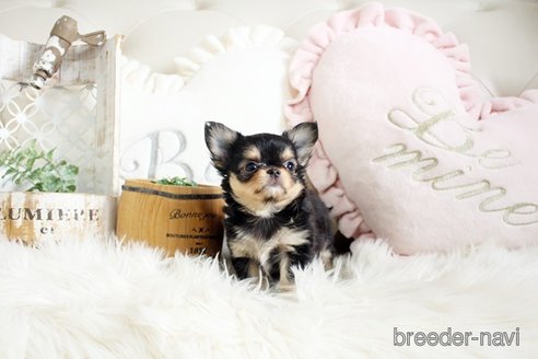 成約済の佐賀県のチワワ(ロングコート)-293782の4枚目