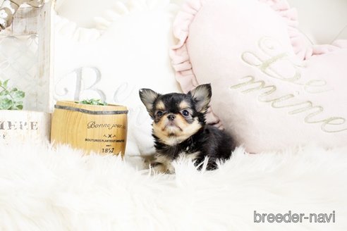 成約済の佐賀県のチワワ(ロングコート)-293782の3枚目