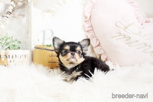 成約済の佐賀県のチワワ(ロングコート)-293782の2枚目