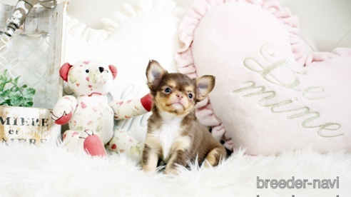 成約済の佐賀県のチワワ(ロングコート)-293783