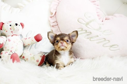 成約済の佐賀県のチワワ(ロングコート)-293783の5枚目