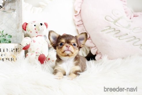 成約済の佐賀県のチワワ(ロングコート)-293783の4枚目