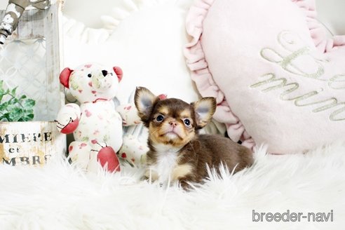 成約済の佐賀県のチワワ(ロングコート)-293783の3枚目