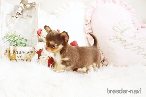 成約済の佐賀県のチワワ(ロングコート)-293783の2枚目