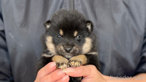 成約済の愛知県の柴犬-291793の1枚目