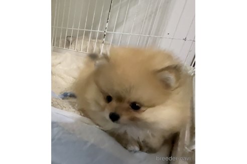 成約済の埼玉県のポメラニアン-293791の3枚目