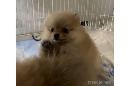 成約済の埼玉県のポメラニアン-293791の4枚目