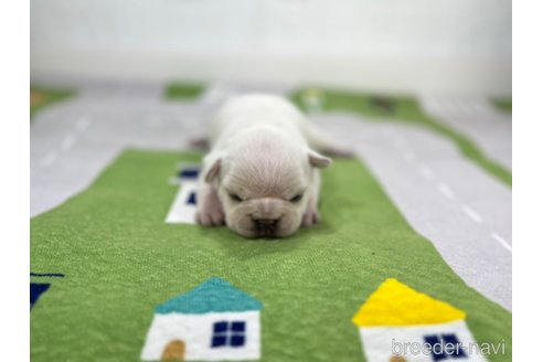 成約済の愛知県のフレンチブルドッグ-293880の2枚目