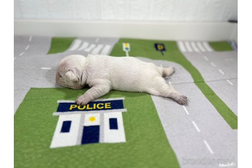 成約済の愛知県のフレンチブルドッグ-293880の4枚目