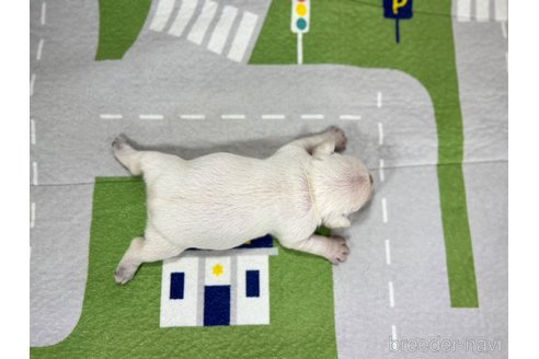 成約済の愛知県のフレンチブルドッグ-293880の6枚目