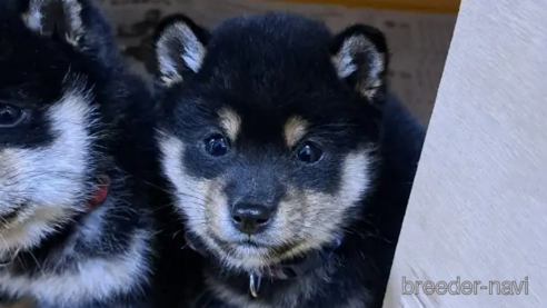 成約済の茨城県の豆柴-291843の1枚目