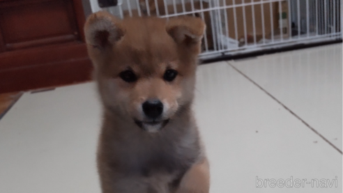 成約済の秋田県の柴犬-285581