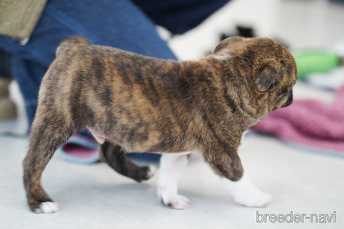 成約済の京都府のミックス犬-293960の8枚目