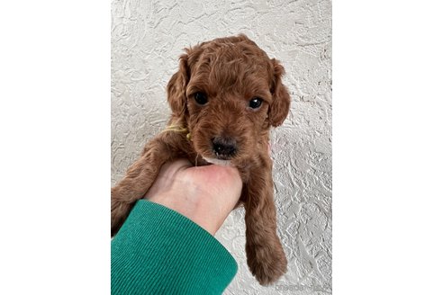 成約済の茨城県のコッカプー:アメリカンコッカースパニエル×トイプードル-292158の11枚目