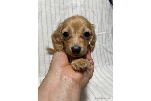 成約済の大分県のカニンヘンダックスフンド(ロングヘアード)-293969の1枚目