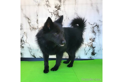 成約済の茨城県のスキッパーキ-268991の3枚目