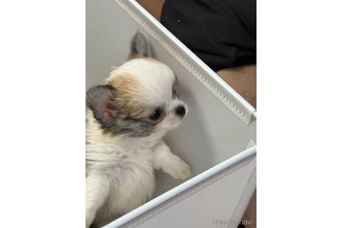 成約済の福岡県のチワワ(ロングコート)-285192の11枚目