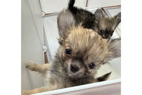 成約済の福岡県のチワワ(ロングコート)-285199の11枚目