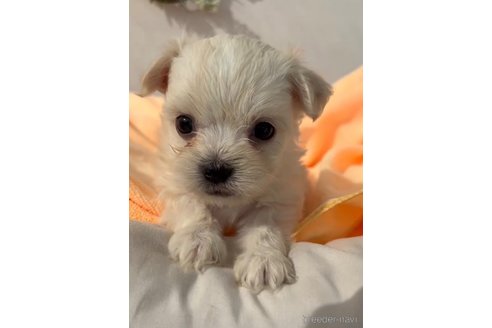 成約済の福岡県のチワマル:チワワ×マルチーズ-294065の3枚目