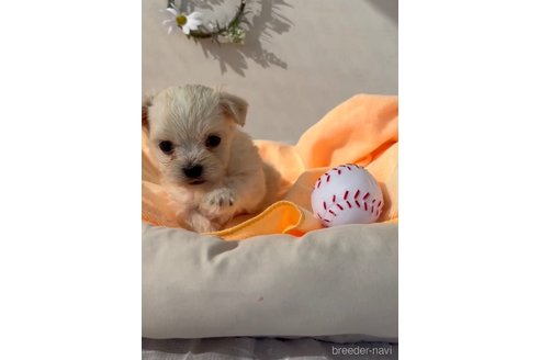 成約済の福岡県のチワマル:チワワ×マルチーズ-294065の4枚目