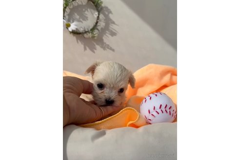 成約済の福岡県のチワマル:チワワ×マルチーズ-294065の5枚目