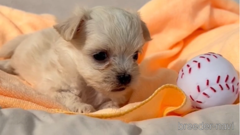 成約済の福岡県のチワマル:チワワ×マルチーズ-294065の2枚目