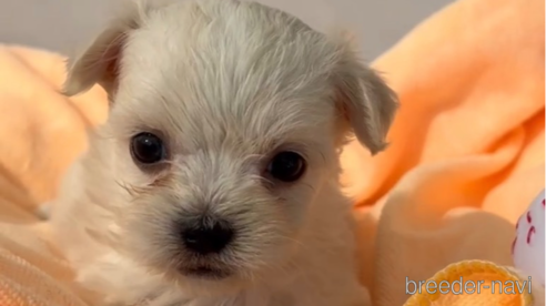 成約済の福岡県のチワマル:チワワ×マルチーズ-294065の1枚目