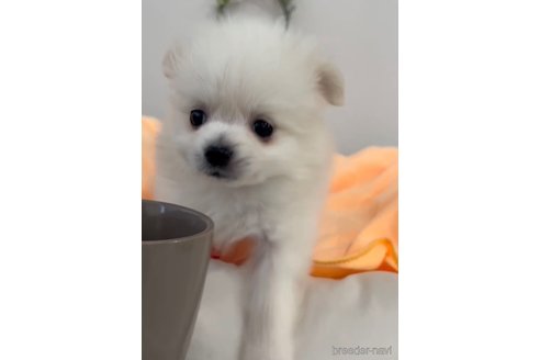 成約済の福岡県のポメラニアン-290917の11枚目